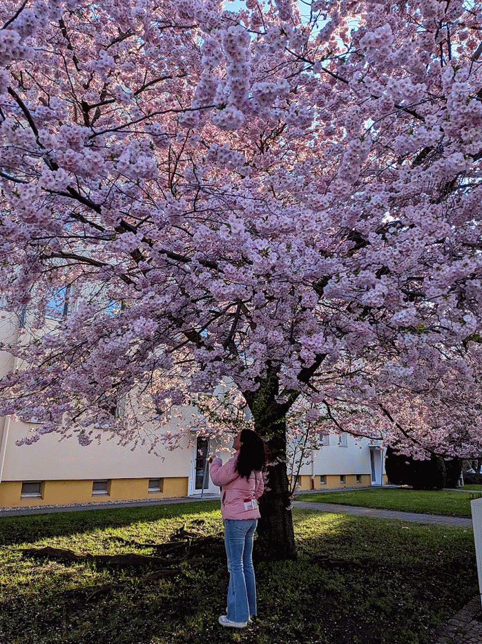 You with the cherryblossom tree